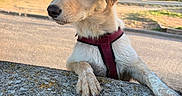 Ava participe au concours pour gagner de l'argent avec cette photo : puppy, dog, pet, outdoor, curious, harness, stone_wall, fur, ears, snout, road, grass, house, building, sunlight, daylight, nature, background, closeup, animal