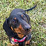 Louna participe au concours pour gagner de l'argent avec cette photo : dog, dachshund, pet, animal, grass, outdoor, collar, black, brown, fur, ears, nose, eyes, cute, looking_up, canine, nature, adorable, sitting, closeup