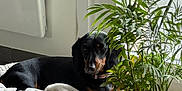 Louna a rejoint le concours — aidez-le/la à gagner de superbes lots ! dog, bed, plant, wooden_planter, greenery, indoor, window, natural_light, cozy, relaxed, floor, blanket, pet, animal, home, interior, shade, sunlight, resting, furniture