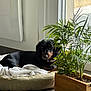 dog, bed, plant, wooden_planter, greenery, indoor, window, natural_light, cozy, relaxed, floor, blanket, pet, animal, home, interior, shade, sunlight, resting, furniture