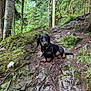 Louna a rejoint le concours — aidez-le/la à gagner de superbes lots ! dog, dachshund, forest, trail, rock, moss, tree, nature, outdoor, animal, pet, canine, greenery, woodland, path, fur, sitting, collar, daylight, scenic