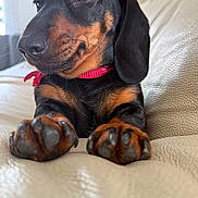Louna a rejoint le concours — aidez-le/la à gagner de superbes lots ! dog, dachshund, pet, close_up, paws, collar, leather_couch, indoor, brown, black, animal, cute, relaxed, snout, ears, fur, portrait, domestic_animal, canine, companion