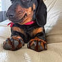 dog, dachshund, pet, close_up, paws, collar, leather_couch, indoor, brown, black, animal, cute, relaxed, snout, ears, fur, portrait, domestic_animal, canine, companion