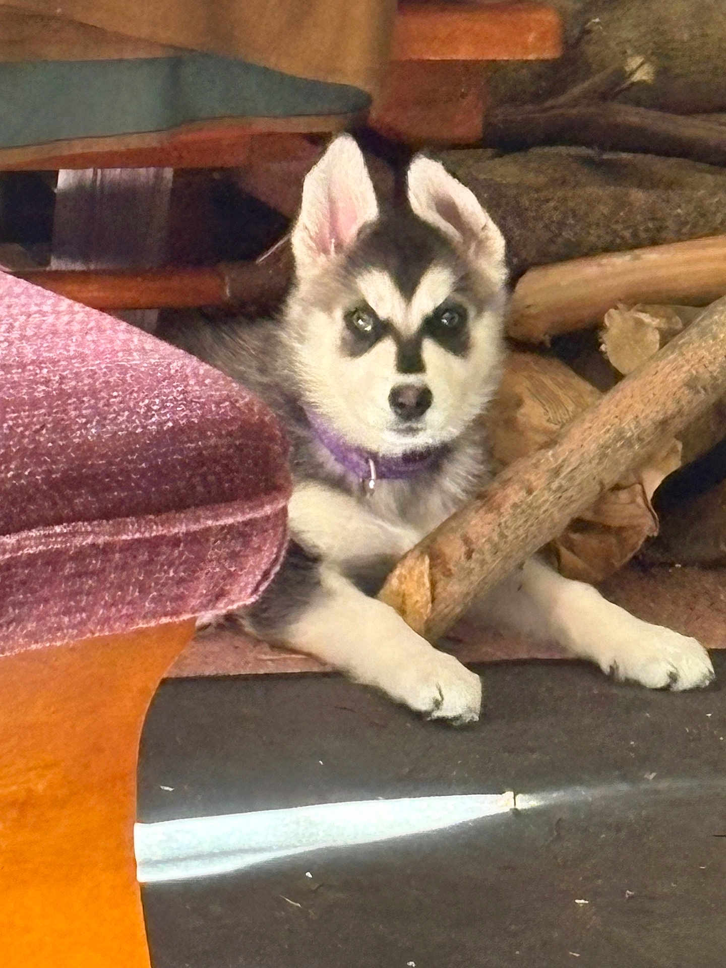 Enya joined the competition — help win amazing prizes! puppy, dog, husky, black_and_white, fur, purple_collar, chair, wood, log, indoor, pet, animal, cute, curious, floor, resting, looking, ears, paw, young
