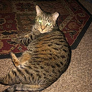 Taz is registered to the contest to win money with this photo: cat, tabby, pet, animal, indoor, carpet, rug, striped, feline, resting, lying_down, domestic, cute, whiskers, ears, tail, fur, flash, glowing_eyes, home