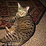 cat, tabby, pet, animal, indoor, carpet, rug, striped, feline, resting, lying_down, domestic, cute, whiskers, ears, tail, fur, flash, glowing_eyes, home