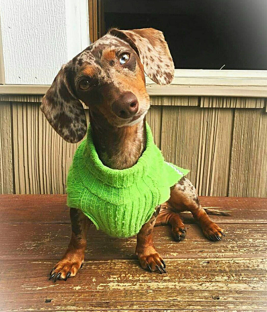 Layla is registered to the contest to win money with this photo: ancient_dog_breeds, brown, canidae, carnivore, companion_dog, dog, dog_breed, fawn, guard_dog, hound, hunting_dog, liver, metal, plott_hound, snout, sporting_group, terrestrial_animal, whiskers, wood, working_animal