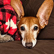 Woody is registered to the contest to win money with this photo: black_nose, blanket, brown_eyes, brown_fur, canine, close_up, couch, cute, dog, ears, face, home, indoor, large_ears, lying_down, pet, portrait, red_blanket, resting, white_muzzle
