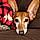 Woody