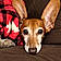 Woody
