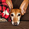 black_nose, blanket, brown_eyes, brown_fur, canine, close_up, couch, cute, dog, ears, face, home, indoor, large_ears, lying_down, pet, portrait, red_blanket, resting, white_muzzle