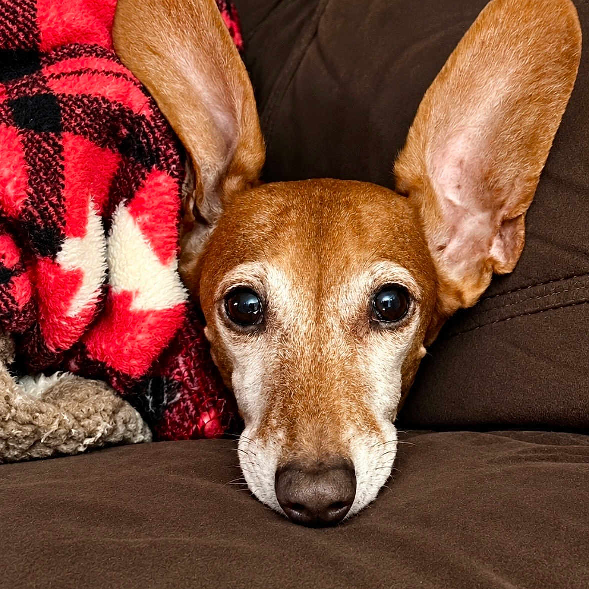 Woody