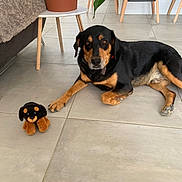 Leo participe au concours pour gagner de l'argent avec cette photo : dog, plush_toy, floor, tile, indoor, furniture, plant, table, chair, pet, animal, relaxed, brown, black, toy, companion, living_room, decor, cute, domestic