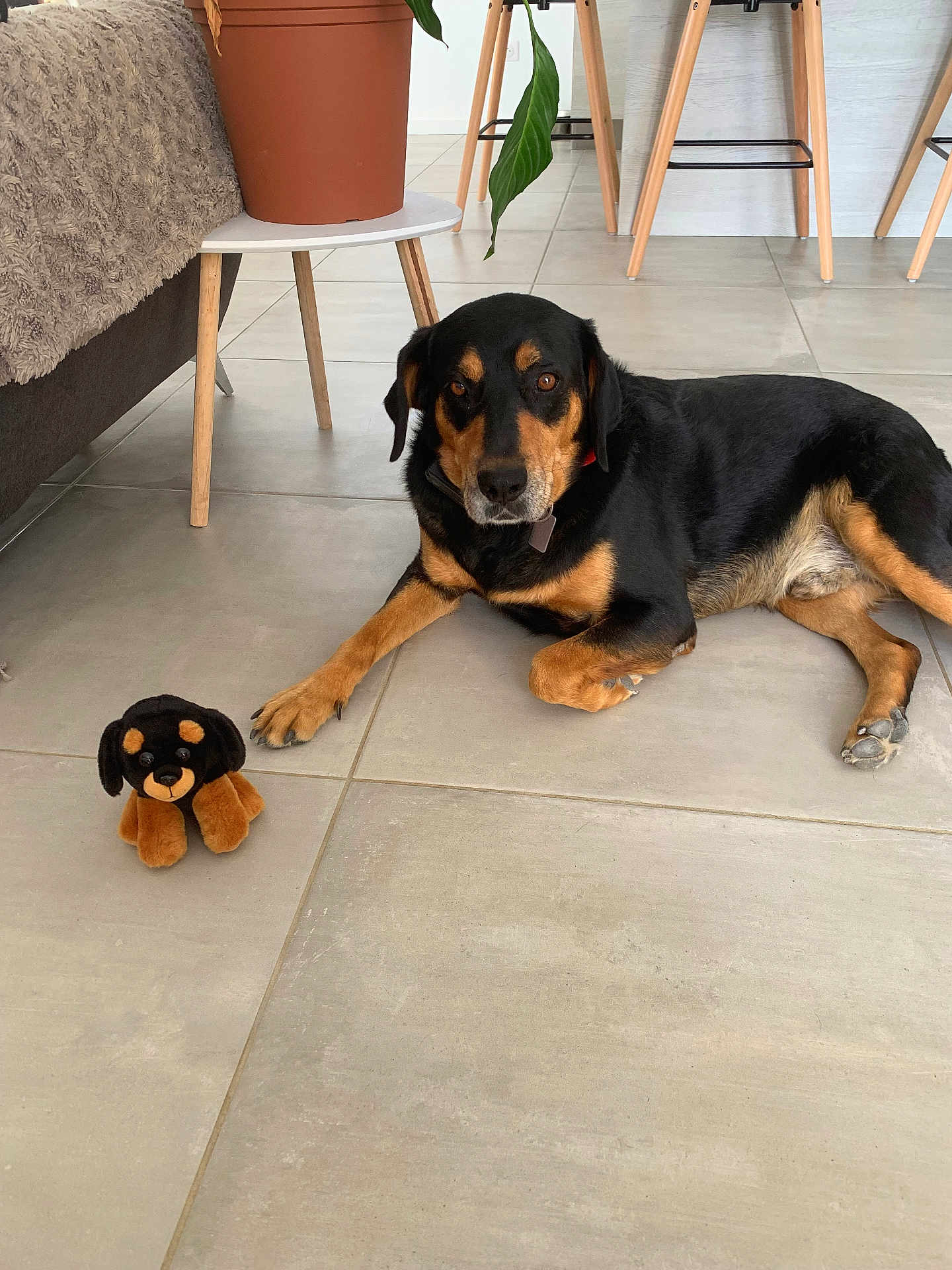 Leo participe au concours pour gagner de l'argent avec cette photo : dog, plush_toy, floor, tile, indoor, furniture, plant, table, chair, pet, animal, relaxed, brown, black, toy, companion, living_room, decor, cute, domestic