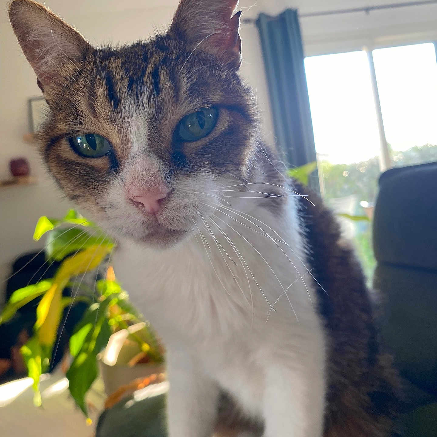 Yoshi participe au concours pour gagner de l'argent avec cette photo : animal, cat, close_up, curious, cute, domestic_cat, fur, furniture, green_eyes, home, houseplant, indoor, living_room, pet, portrait, sitting, sunlight, tabby, whiskers, window
