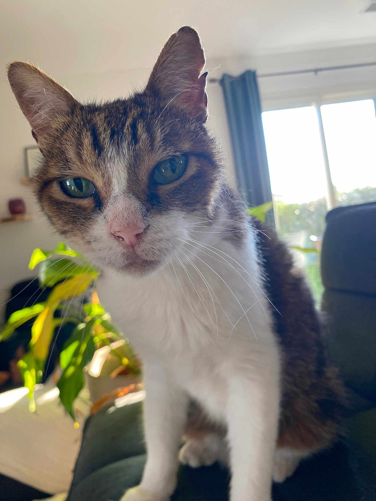 Yoshi participe au concours pour gagner de l'argent avec cette photo : cat, tabby, whiskers, green_eyes, indoor, houseplant, window, sunlight, furniture, living_room, pet, close_up, curious, fur, animal, domestic_cat, portrait, cute, sitting, home