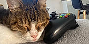 Yoshi a rejoint le concours — aidez-le/la à gagner de superbes lots ! cat, sleeping, controller, video_game, indoor, furniture, clock, chair, cozy, pet, resting, living_room, home, electronics, gaming, closeup, cute, tabby, white, relaxed