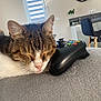 cat, sleeping, controller, video_game, indoor, furniture, clock, chair, cozy, pet, resting, living_room, home, electronics, gaming, closeup, cute, tabby, white, relaxed