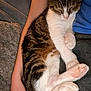 Yoshi a rejoint le concours — aidez-le/la à gagner de superbes lots ! cat, sleeping, animal, pet, tabby, white_fur, paw, person, arm, cozy, indoor, resting, cute, fur, relaxing, mammal, domestic_animal, companion, comfort, nap