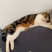 Yoshi participe au concours pour gagner de l'argent avec cette photo : cat, tabby, white, feline, pet, domestic_animal, resting, lying_down, couch, furniture, indoor, cozy, sleepy, pillow, tail, whiskers, fur, relaxed, animal, household