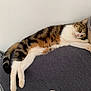 cat, tabby, white, feline, pet, domestic_animal, resting, lying_down, couch, furniture, indoor, cozy, sleepy, pillow, tail, whiskers, fur, relaxed, animal, household