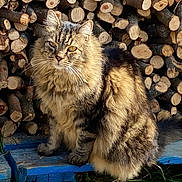 Jerry participe au concours pour gagner de l'argent avec cette photo : cat, tabby, fluffy, animal, pet, woodpile, logs, blue_pallet, outdoor, nature, grass, sitting, fur, whiskers, closeup, daylight, wildlife, mammal, portrait, resting