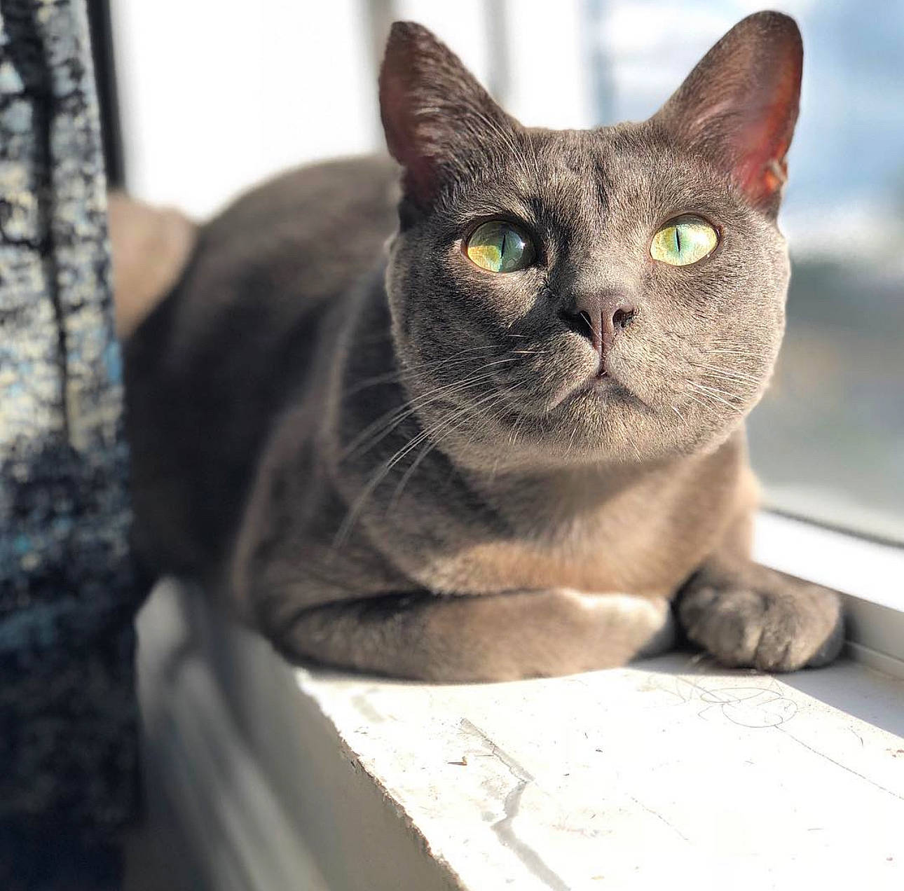 Oliver is registered to the contest to win money with this photo: carnivore, cat, clay, domestic_short_haired_cat, felidae, fur, grey, russian_blue, small_to_medium_sized_cats, whiskers