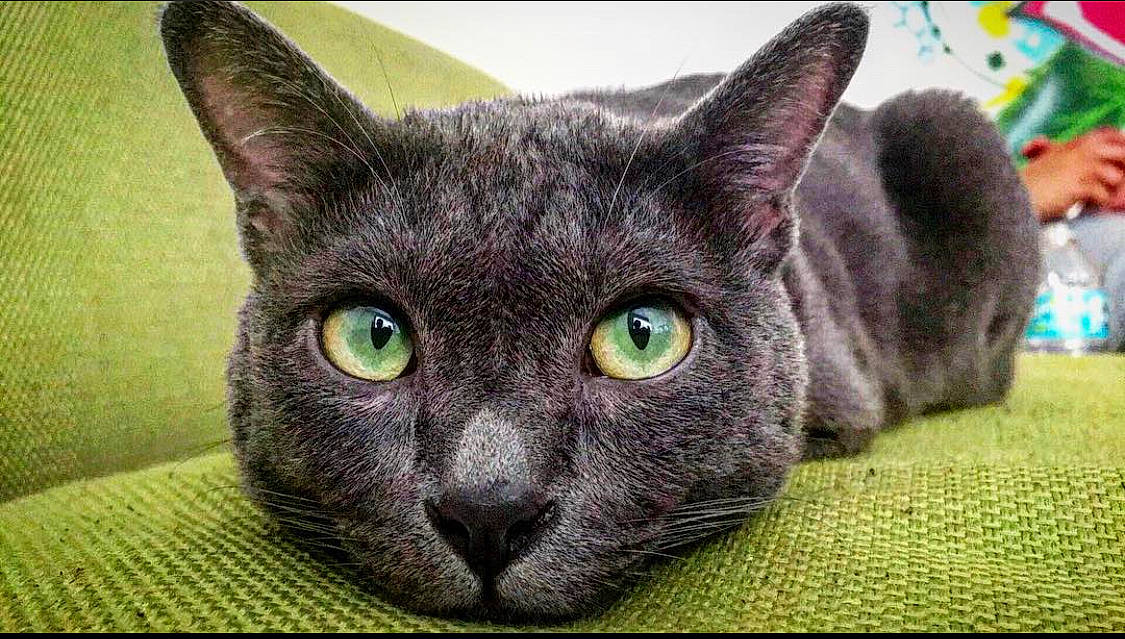 Oliver joined the competition — help win amazing prizes! carnivore, cat, domestic_short_haired_cat, felidae, fur, iris, russian_blue, small_to_medium_sized_cats, snout, terrestrial_animal, whiskers