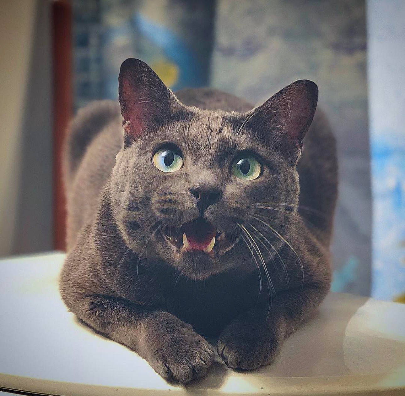 Oliver is registered to the contest to win money with this photo: building, carnivore, cat, cat_supply, domestic_short_haired_cat, felidae, fur, pet_supply, small_to_medium_sized_cats, snout, terrestrial_animal, whiskers