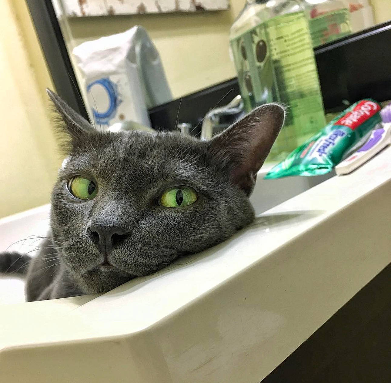 Oliver is registered to the contest to win money with this photo: carnivore, cat, domestic_short_haired_cat, felidae, fur, small_to_medium_sized_cats, snout, whiskers, window