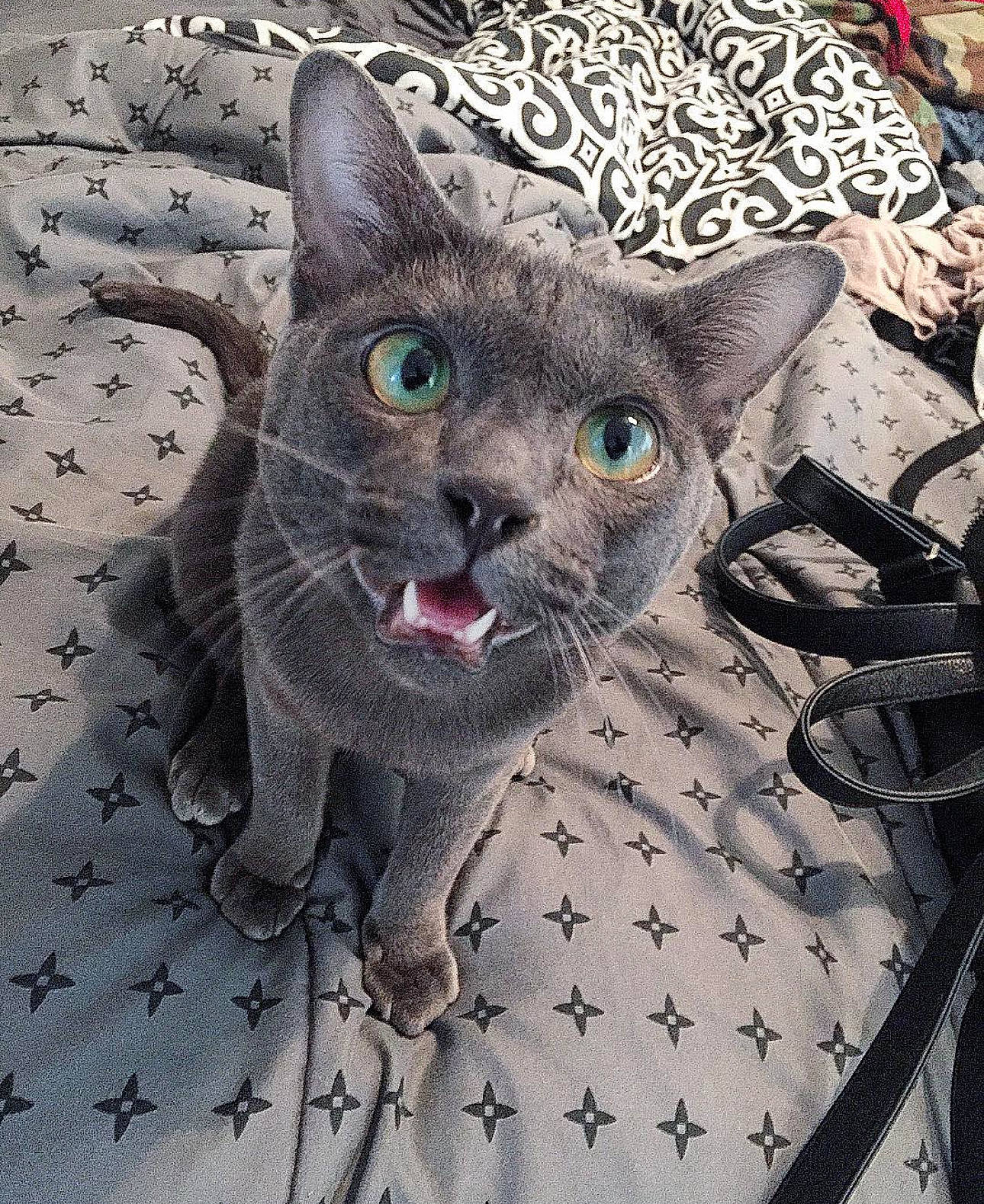 Oliver joined the competition — help win amazing prizes! art, carnivore, cat, domestic_short_haired_cat, eye, felidae, fur, grey, head, pattern, paw, photo_caption, russian_blue, small_to_medium_sized_cats, snout, terrestrial_animal, whiskers