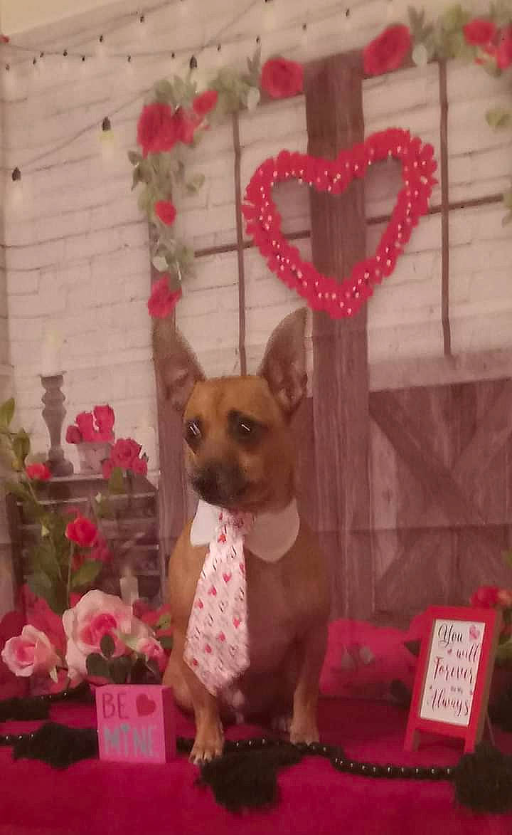 Puppup joined the competition — help win amazing prizes! canidae, carnivore, chihuahua, companion_dog, dessert, dog, dog_breed, dog_supply, event, fawn, fur, pet_supply, pink, snout, souvenir, sweetness, tail, toy_dog, whiskers, working_animal