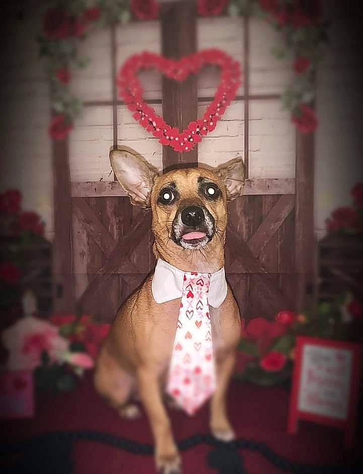 Puppup is registered to the contest to win money with this photo: canidae, carnivore, chihuahua, collar, companion_dog, dog, dog_breed, dog_clothes, dog_collar, dog_supply, event, fawn, party_supply, pet_supply, pink, plant, snout, toy_dog, whiskers, working_animal