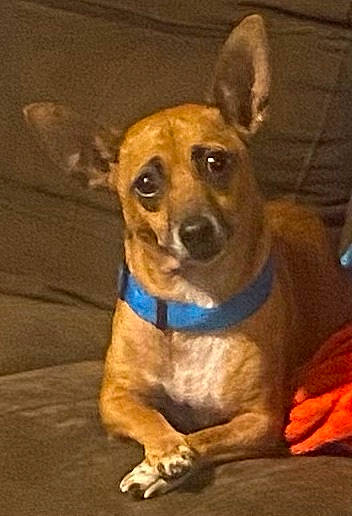 Puppup joined the competition — help win amazing prizes! canidae, carnivore, collar, companion_dog, dog, dog_breed, dog_collar, ear, eye, fawn, fur, guard_dog, non_sporting_group, paw, snout, sporting_group, toy_dog, whiskers, wood, working_animal