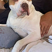 Haus joined the competition — help win amazing prizes! dog, person, lap, white_dog, brown_spots, indoor, relaxed, couch, hand, pet, companion, comfort, casual_clothing, resting, animal, friendship, domestic, cozy, furniture, closeup