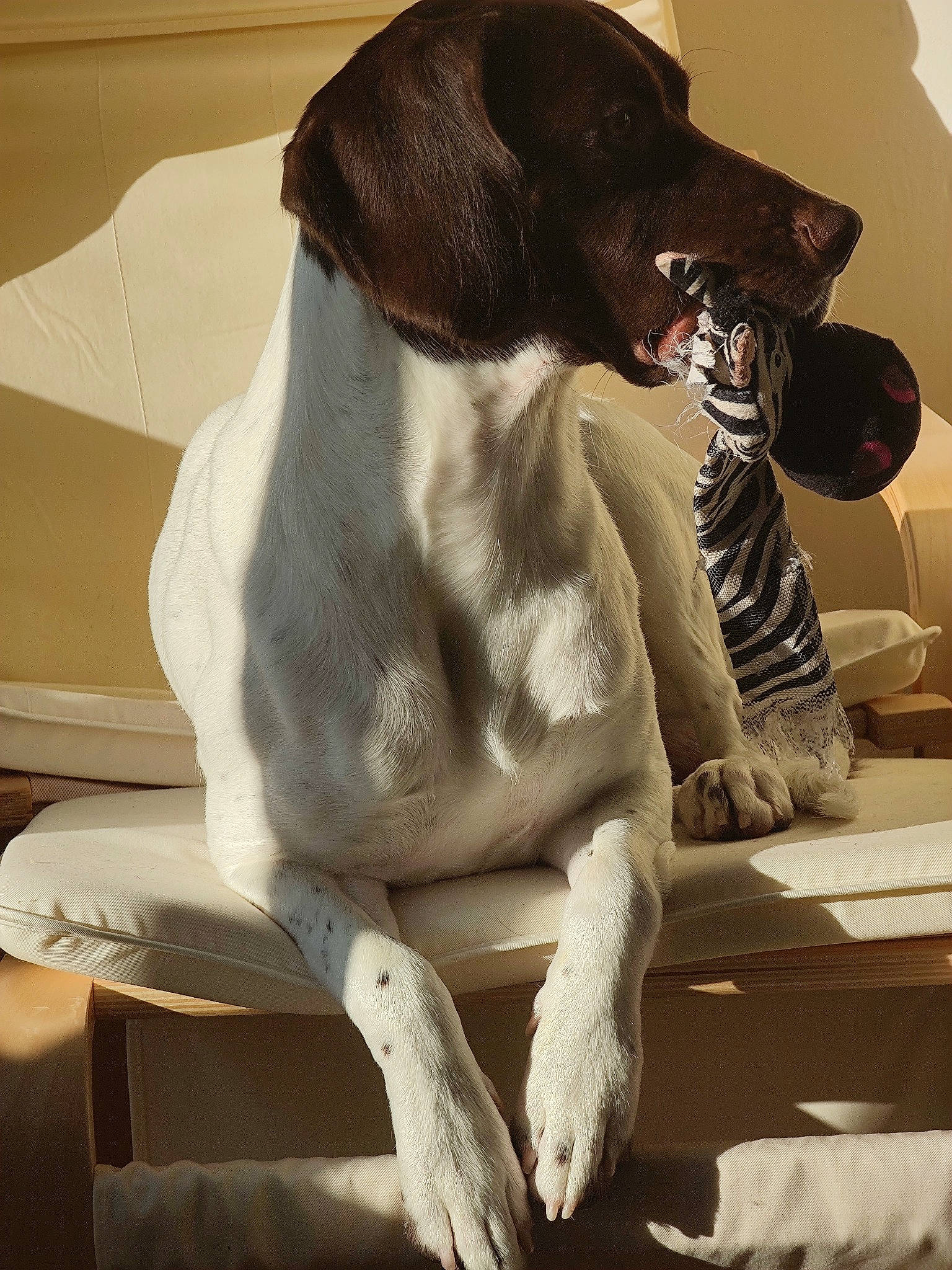 Dougie joined the competition — help win amazing prizes! borador, canidae, carnivore, collar, comfort, companion_dog, dog, dog_breed, dog_collar, dog_supply, fur, gun_dog, liver, sitting, snout, sporting_group, tail, terrestrial_animal, whiskers, working_animal