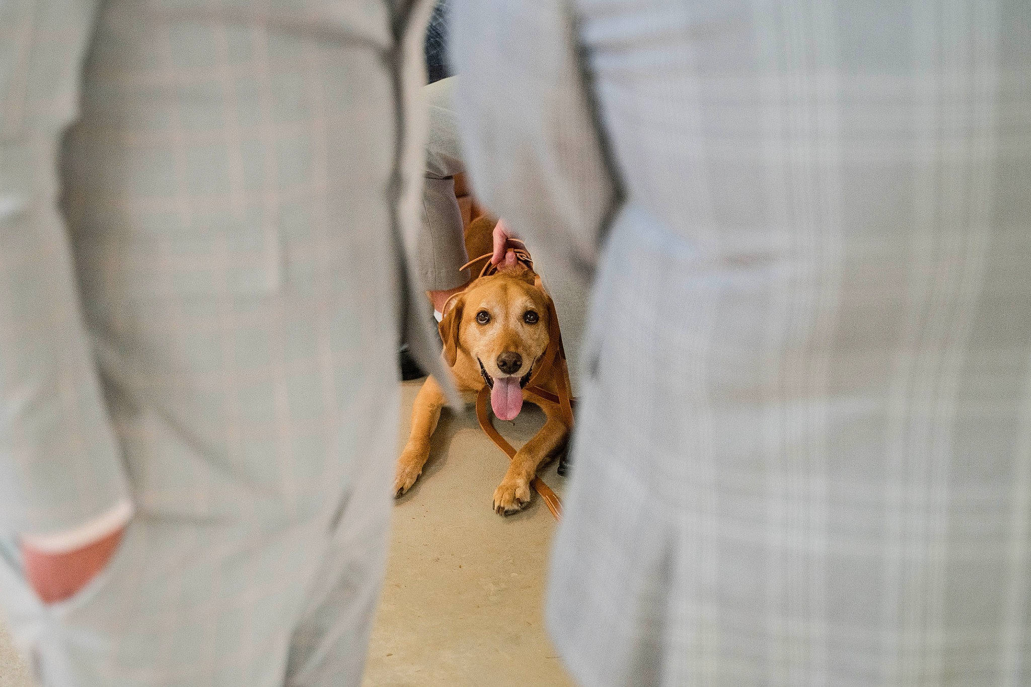 Diesel joined the competition — help win amazing prizes! canidae, carnivore, collar, companion_dog, dog, dog_breed, dog_collar, eyewear, fawn, formal_wear, fur, gesture, joint, leash, outerwear, paw, sleeve, sporting_group, toy_dog, wrist