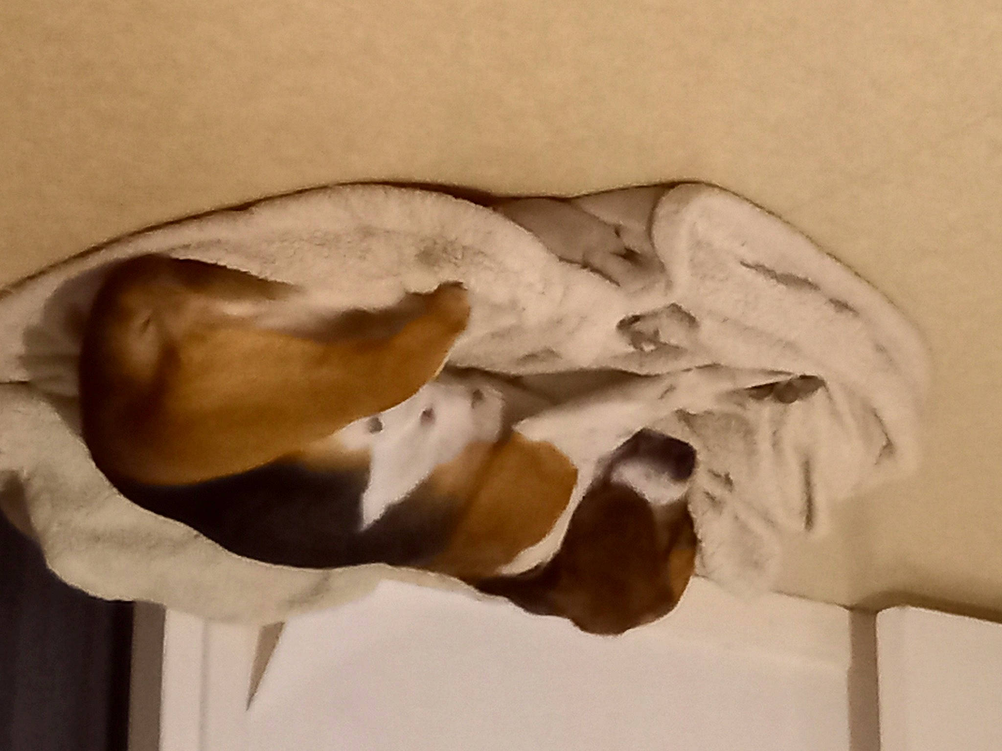 Lilou participe au concours pour gagner de l'argent avec cette photo : art, bone, canidae, comfort, dog_breed, foot, fur, gesture, human_leg, jaw, linens, paw, sporting_group, tail, visual_arts, wood