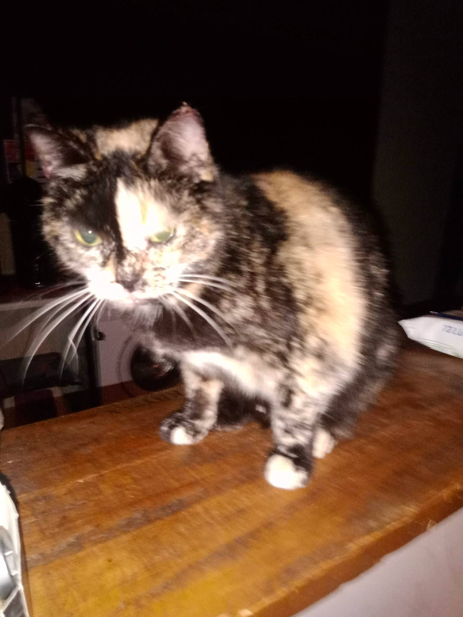 Rescapée a rejoint le concours — aidez-le/la à gagner de superbes lots ! carnivore, cat, darkness, desk, domestic_short_haired_cat, felidae, flooring, fur, hardwood, laminate_flooring, paw, small_to_medium_sized_cats, table, tail, varnish, whiskers, wood, wood_flooring, wood_stain