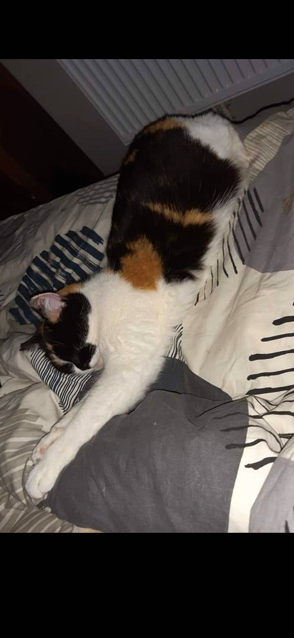 Rouffie participe au concours pour gagner de l'argent avec cette photo : canidae, carnivore, cat, claw, comfort, companion_dog, computer_keyboard, dog_breed, domestic_short_haired_cat, felidae, fur, human_leg, lap, linens, paw, small_to_medium_sized_cats, snout, tail, terrestrial_animal, whiskers