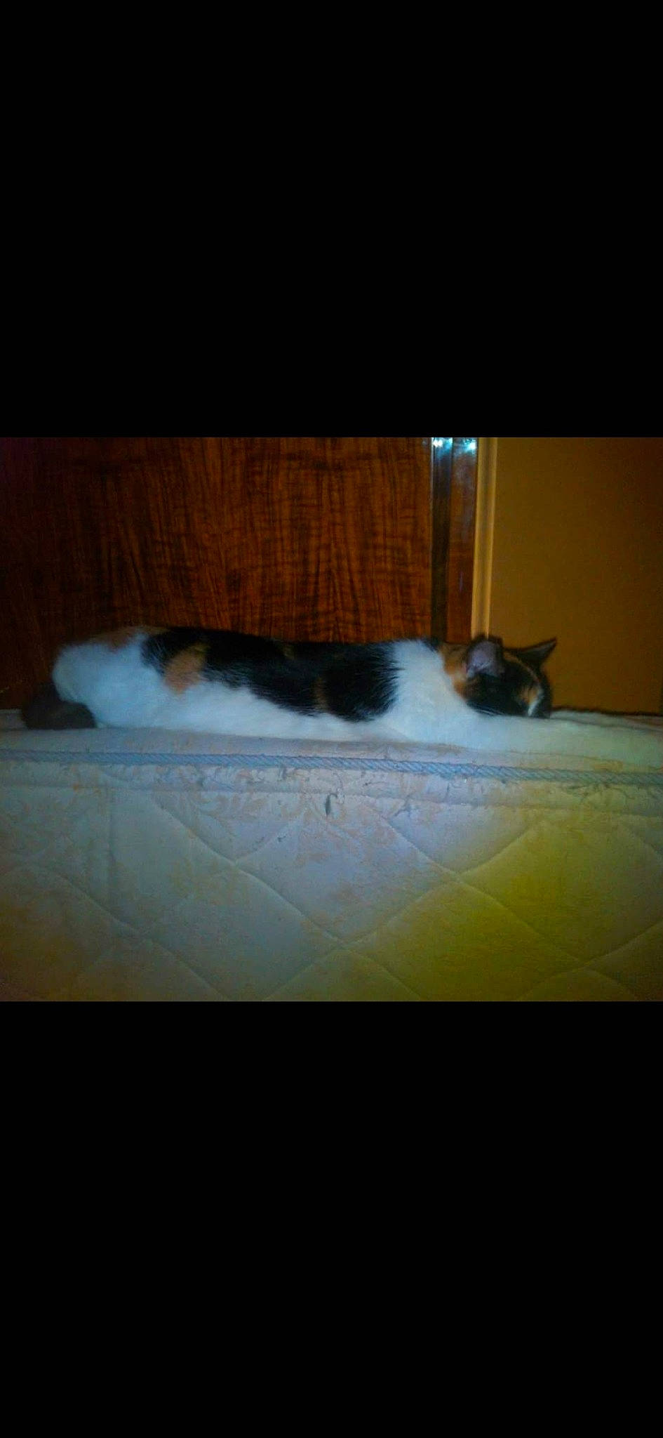 Rouffie participe au concours pour gagner de l'argent avec cette photo : brown, carnivore, cat, comfort, darkness, felidae, floor, flooring, fur, hardwood, mammal, rectangle, small_to_medium_sized_cats, snout, tail, tints_and_shades, vertebrate, whiskers, window, wood