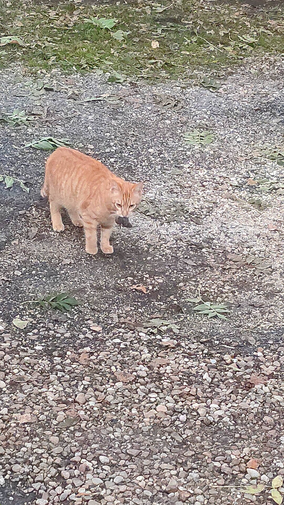 Isidor participe au concours pour gagner de l'argent avec cette photo : asphalt, canidae, carnivore, cat, domestic_short_haired_cat, fawn, felidae, fur, grass, groundcover, road, road_surface, small_to_medium_sized_cats, snout, soil, sporting_group, tail, terrestrial_animal, whiskers, wood