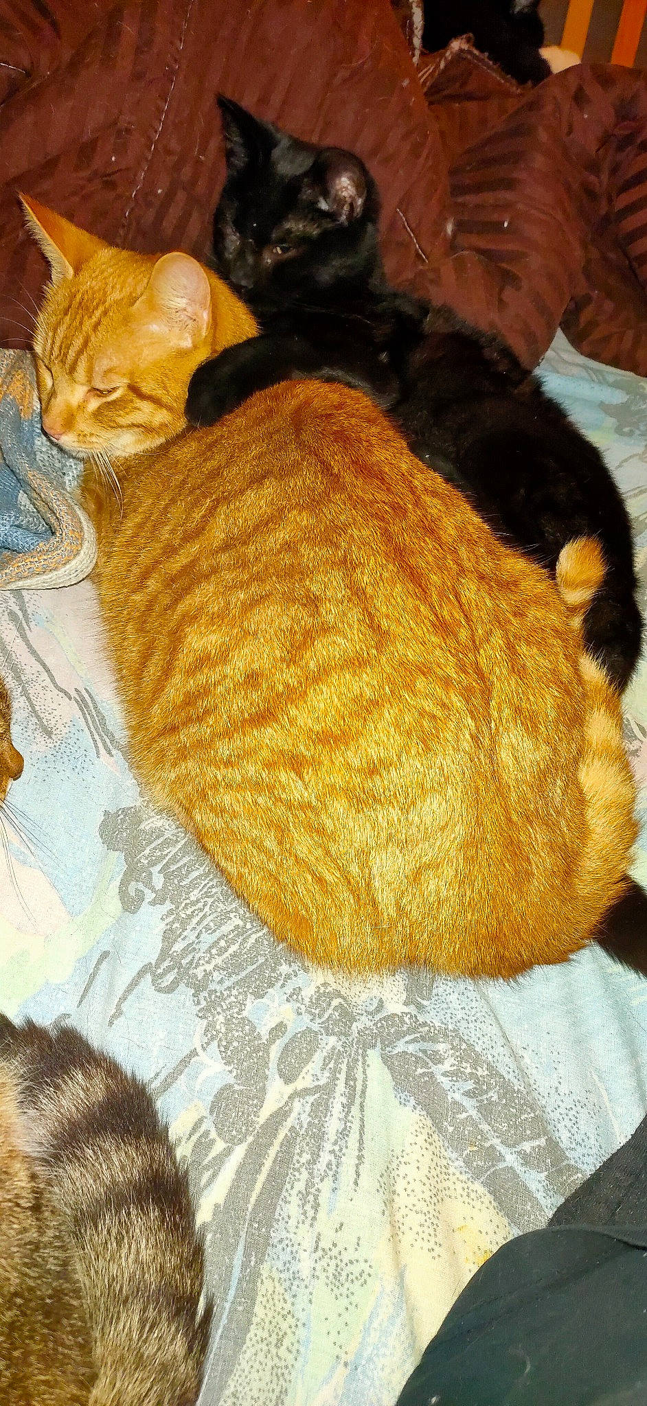 Isidor participe au concours pour gagner de l'argent avec cette photo : bombay, brown, carnivore, cat, cat_supply, comfort, domestic_short_haired_cat, fawn, felidae, fur, linens, mammal, orange, small_to_medium_sized_cats, tail, textile, vertebrate, whiskers, wool, yellow