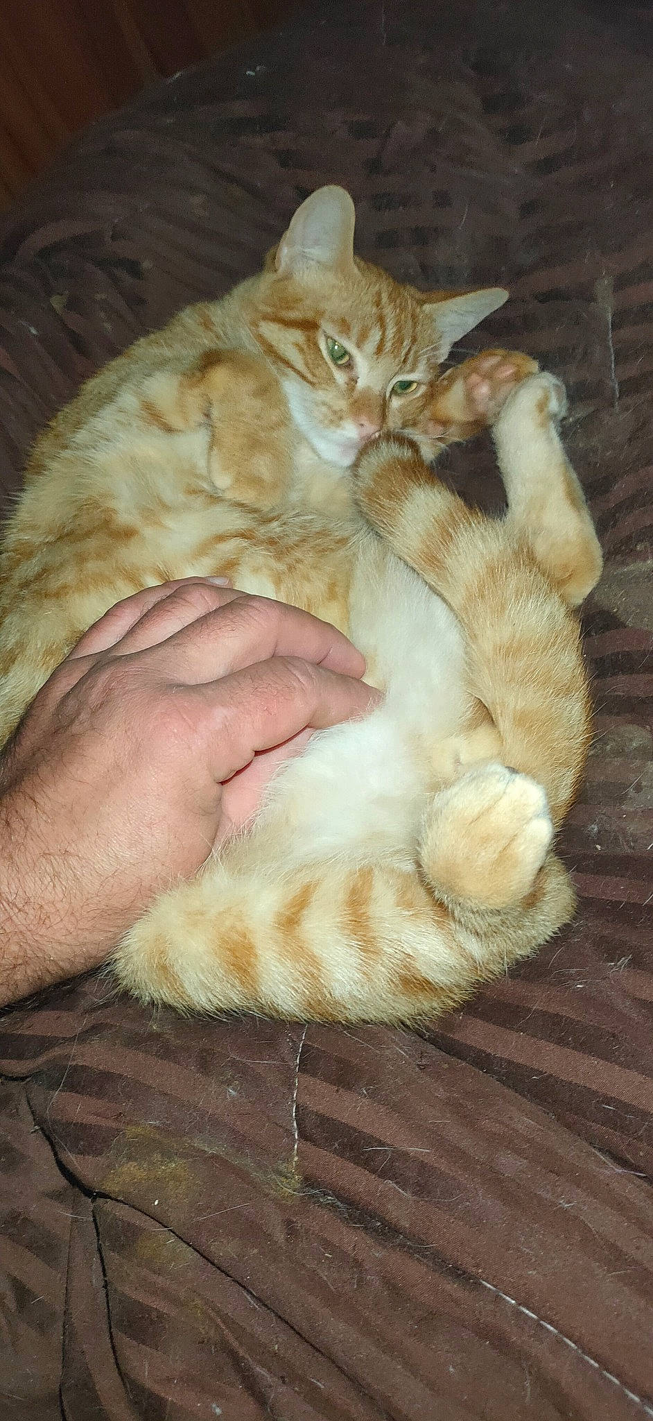 Isidor a rejoint le concours — aidez-le/la à gagner de superbes lots ! carnivore, cat, claw, comfort, domestic_short_haired_cat, fawn, felidae, foot, fur, gesture, nap, paw, sitting, sleep, small_to_medium_sized_cats, snout, tail, toe, whiskers, wood