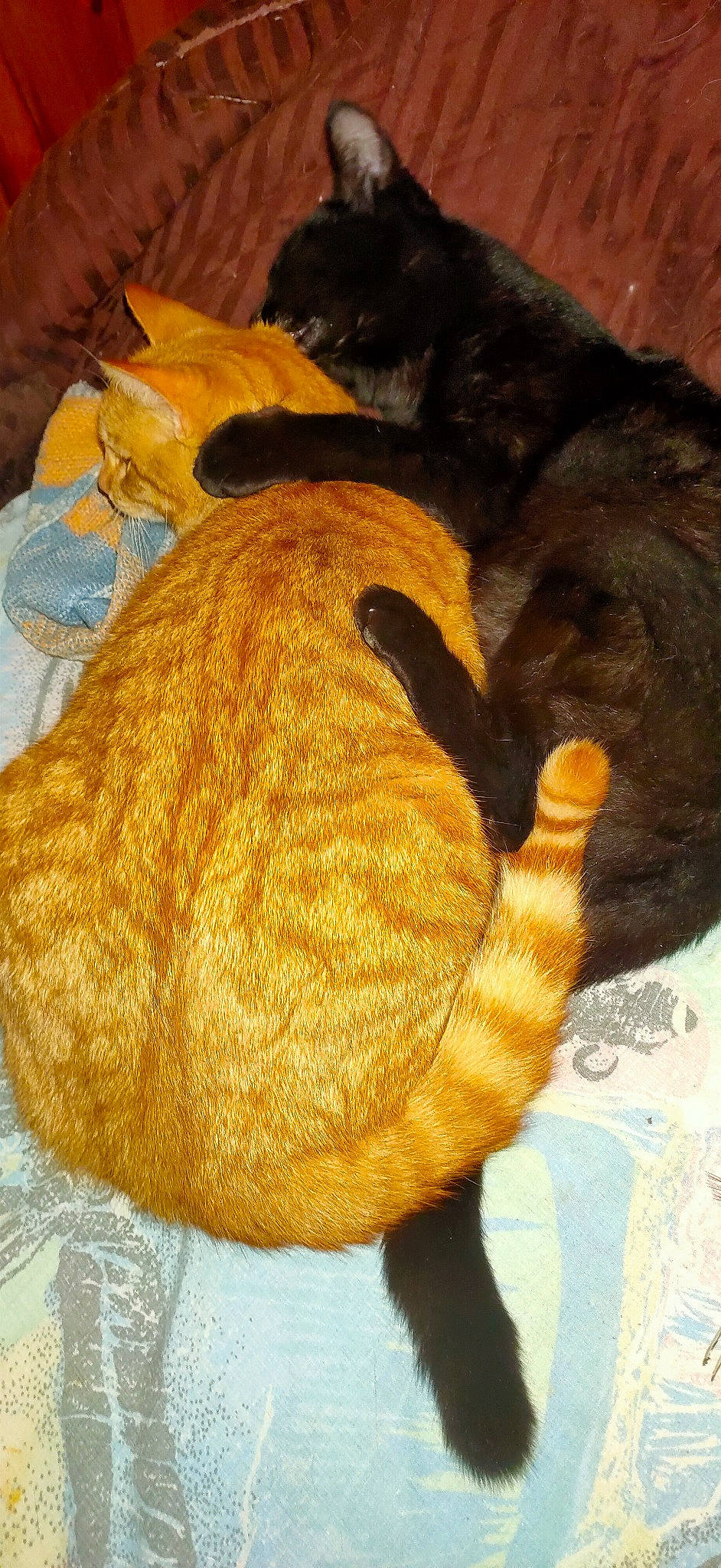 Isidor participe au concours pour gagner de l'argent avec cette photo : carnivore, cat, claw, comfort, companion_dog, dog, dog_breed, fawn, felidae, fur, gesture, linens, nap, paw, small_to_medium_sized_cats, snout, sporting_group, tail, whiskers, working_animal