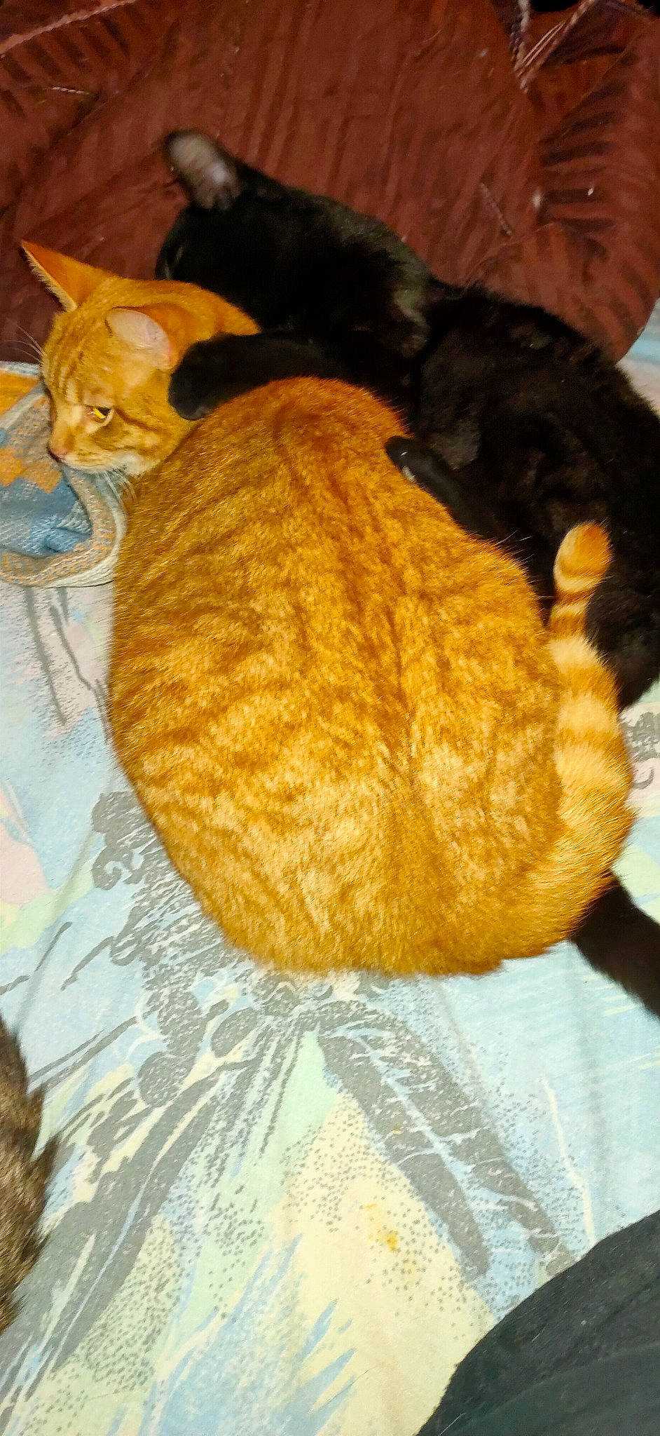 Isidor participe au concours pour gagner de l'argent avec cette photo : bombay, brown, carnivore, cat, cat_supply, claw, comfort, domestic_short_haired_cat, fawn, felidae, fur, linens, mammal, nap, small_to_medium_sized_cats, snout, tail, terrestrial_animal, whiskers, wool