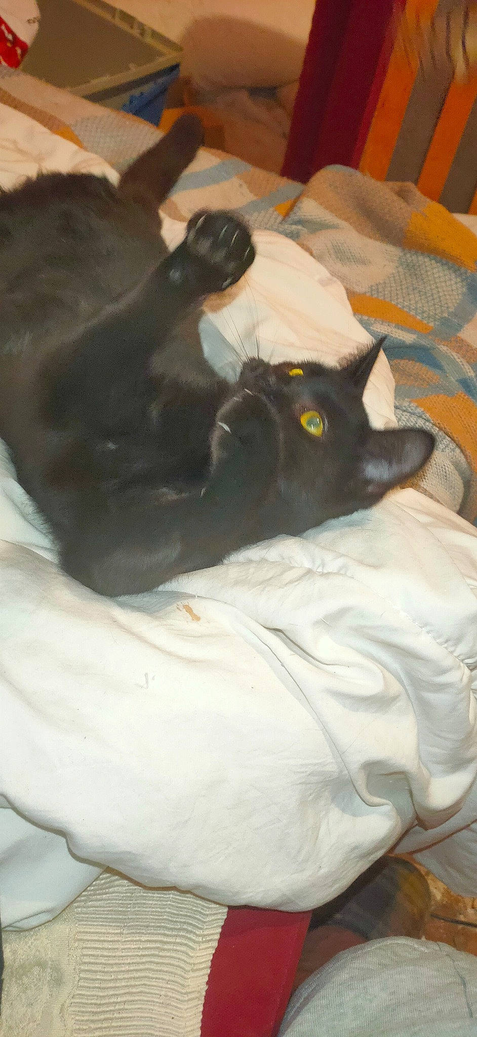 Iris a rejoint le concours — aidez-le/la à gagner de superbes lots ! bed, black_cat, bombay, canidae, carnivore, cat, claw, comfort, companion_dog, dog_breed, domestic_short_haired_cat, felidae, fur, grey, linens, nap, room, small_to_medium_sized_cats, tail, whiskers