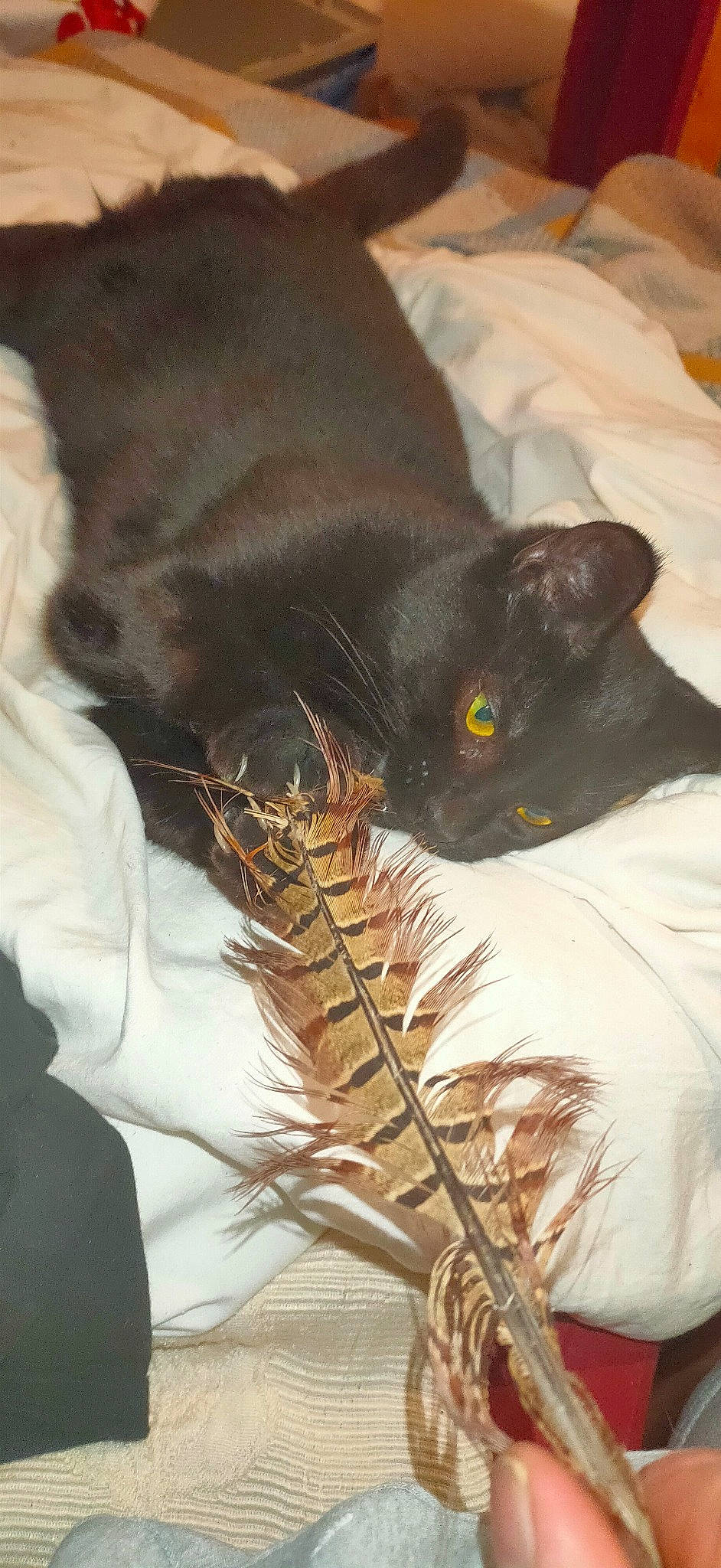 Iris a rejoint le concours — aidez-le/la à gagner de superbes lots ! black_cat, bombay, canidae, carnivore, cat, claw, comfort, dog_breed, domestic_short_haired_cat, feather, felidae, fur, grass, havana_brown, hay, head, human_body, small_to_medium_sized_cats, tail, whiskers