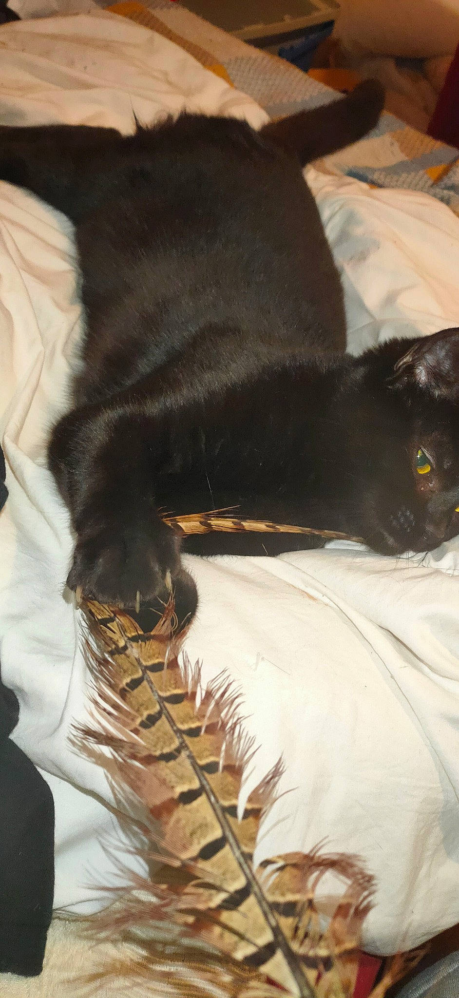 Iris participe au concours pour gagner de l'argent avec cette photo : black_cat, carnivore, cat, claw, comfort, dog_breed, domestic_short_haired_cat, fashion_accessory, feather, felidae, foot, fur, human_leg, linens, small_to_medium_sized_cats, snout, tail, terrestrial_animal, whiskers, wood