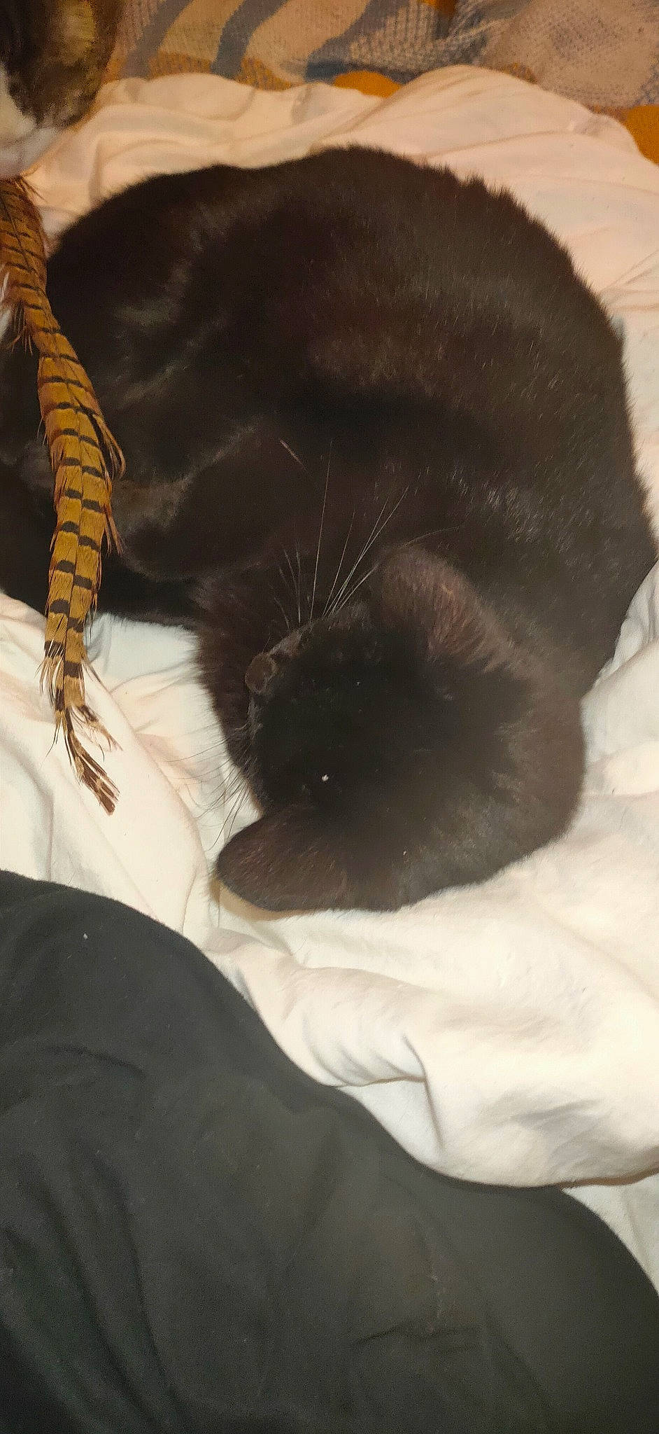 Iris participe au concours pour gagner de l'argent avec cette photo : black_cat, bombay, carnivore, cat, comfort, dog_breed, ear, fawn, felidae, fur, gesture, leg, mammal, paw, small_to_medium_sized_cats, snout, tail, terrestrial_animal, vertebrate, whiskers